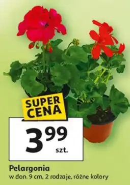 Auchan Pelargonia w don. 9 cm, 2 rodzaje, różne kolory oferta