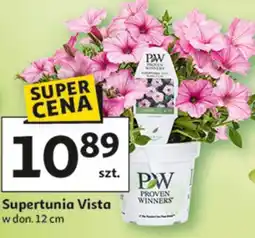 Auchan Supertunia Vista w don. 12 cm oferta