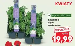 Kaufland Lawenda oferta