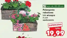 Kaufland Pelargonia rabatowa lub wisząca oferta