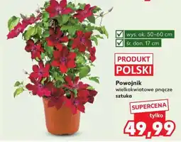 Kaufland Powojnik wielkokwiatowe pnącze sztuka oferta