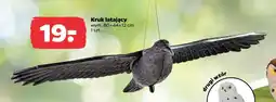 Netto Kruk latający oferta