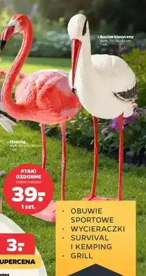 Ptaki ozdobne - flaming