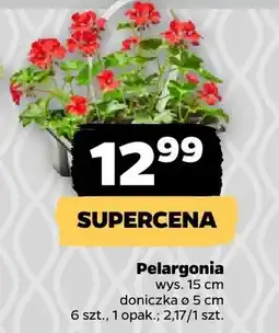 Netto Pelargonia oferta