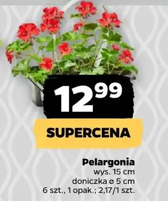 Pelargonia