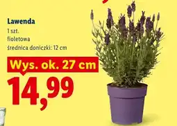 Lidl Lawenda oferta