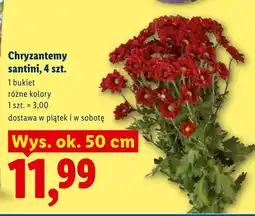Lidl Chryzantemy santini 4szt oferta
