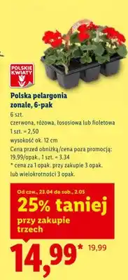 Lidl Pelargonia zonale 6-pack oferta