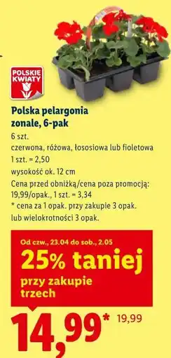 Lidl Polska pelargonia zonale, 6-pak oferta