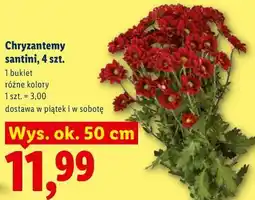 Lidl Chryzantemy santini, 4 szt oferta