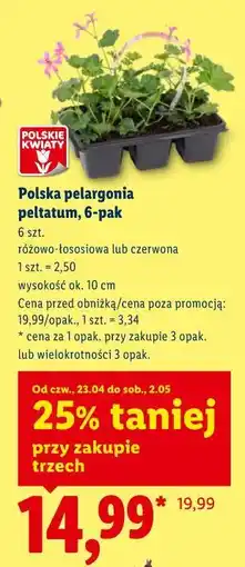 Lidl Polska pelargonia peltatum, 6-pak oferta