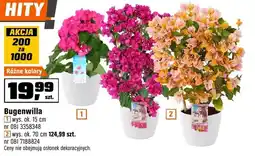 OBI Bugenwilla różne kolory oferta