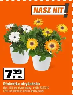 OBI Stokrotka afrykańska don. 10,5cm, różne kolory oferta