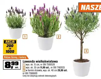 Lawenda wielkokwiatowa różne formy i kolory