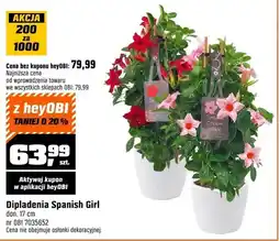 OBI Dipladenia spanish girl oferta