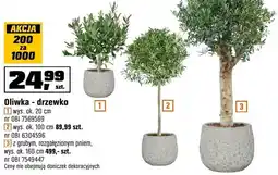OBI Oliwka drzewko oferta