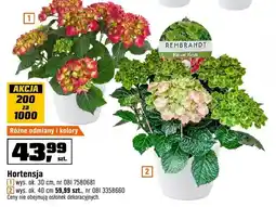 OBI Hortensja różne odmiany i kolory oferta