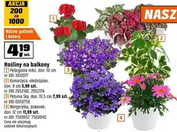 OBI Rośliny na balkony różne gatunki i kolory oferta