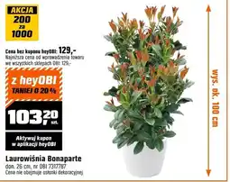 OBI Laurowiśnia bonaparte oferta