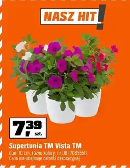 OBI Supertunia TM Vista TM don. 10,5cm, różne kolory oferta