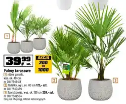 OBI Palmy tarasowe różne gatunki oferta