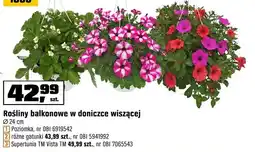 OBI Rośliny balkonowe w doniczce wiszącej oferta