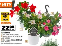 OBI Dipladenia różne kolory oferta