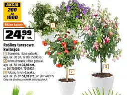 OBI Rośliny tarasowe kwitnące różne gatunki, różne kolory oferta