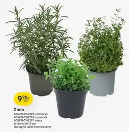 Castorama Zioła tymianek doniczka 13cm oferta