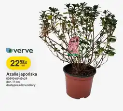 Castorama Azalia japońska oferta