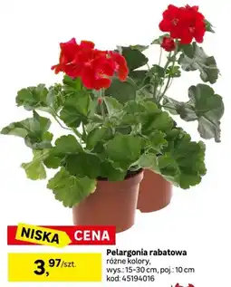 Leroy Merlin Pelargonia rabatowa różne kolory, wys.: 15-30cm, poj.: 10cm oferta