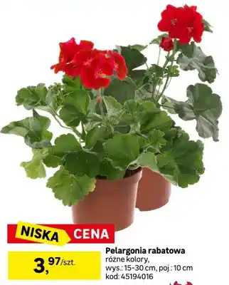 Pelargonia rabatowa różne kolory, wys.: 15-30cm, poj.: 10cm