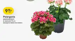 Castorama Pelargonia oferta