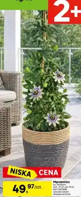 Leroy Merlin Męczennica łac. passiflora wys.: 75cm, poj.: 19cm oferta