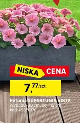 Leroy Merlin Petunia supertunia vista oferta