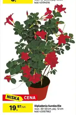 Leroy Merlin Dipladenia sundaville wys.: 30-50cm, poj.: 12cm oferta