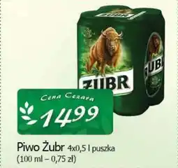 Cezar Delikatesy Piwo Żubr oferta