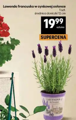 Delikatesy Centrum Lawenda oferta