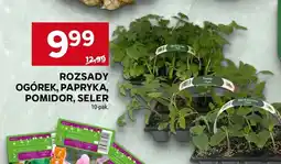 Stokrotka Rozsada ogórek oferta