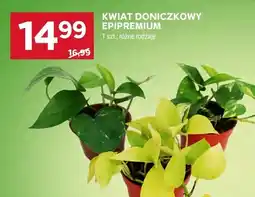 Stokrotka Kwiat doniczkowy Epipremium oferta