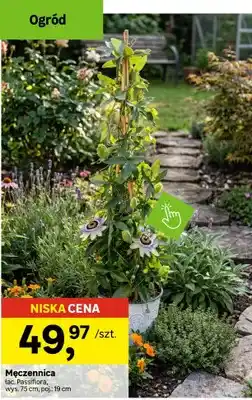 Leroy Merlin Męczennica Passiflora wys. 75cm poj. 19cm oferta