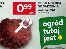 Stokrotka Cebula dymka do sadzenia czerwona oferta