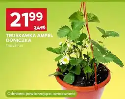 Stokrotka Truskawka ampel doniczka 21cm oferta