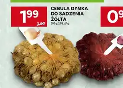 Stokrotka Cebula dymka do sadzenia żółta oferta