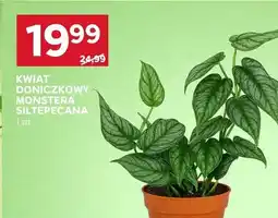 Stokrotka Kwiat doniczkowy Monstera Siltepecana oferta
