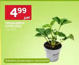 Stokrotka Truskawka doniczka 9cm odmiana powtarzająca owocowanie oferta