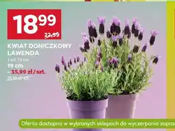 Stokrotka Kwiat doniczkowy lawenda 14cm oferta