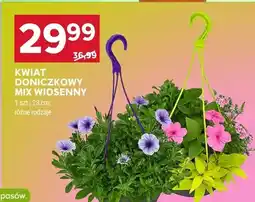 Stokrotka Kwiat doniczkowy mix wiosenny 23cm oferta