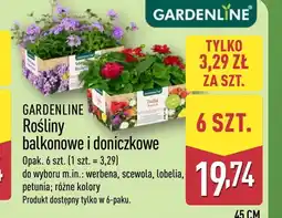 ALDI Roślina balkonowa Gardenline oferta
