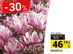 Merkury Market Magnolia Indeks oferta